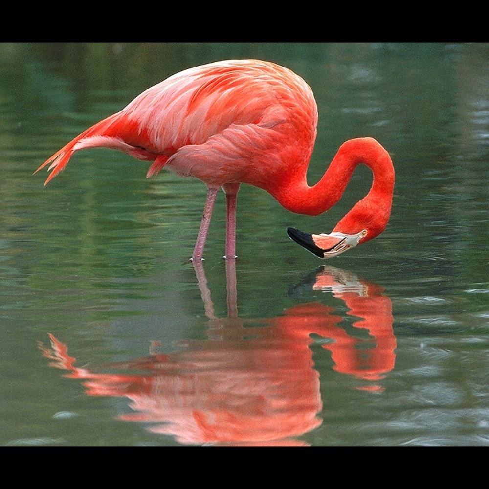 Meet your Posher, Deeann